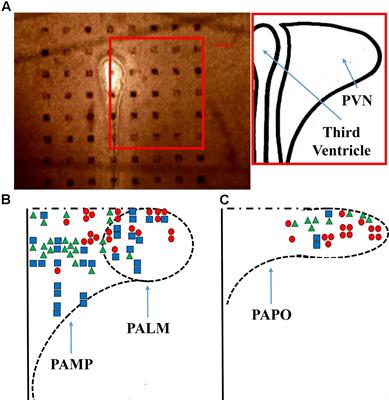 Electrophysiological Effects of Ghrelin in the Hypothalamic Paraventricular Nucleus Neurons